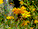 sep1.gif